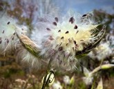 Letters to the editor: October 29, 2025 (November 4, Kings, Common Sense and more)