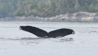 Humpback whale struck by passenger ferry