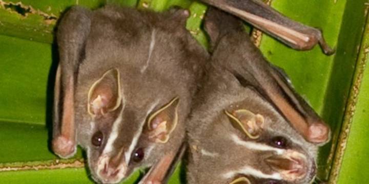 Murciélagos arquitectos: así logran crear “barrios” de hojas en los bosques latinoamericanos