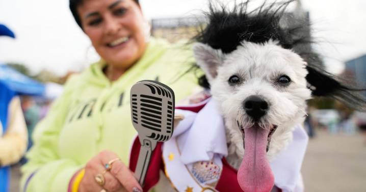 Dozens of costumed canines get their chance to trick-or-treating at Howloween event in Michigan