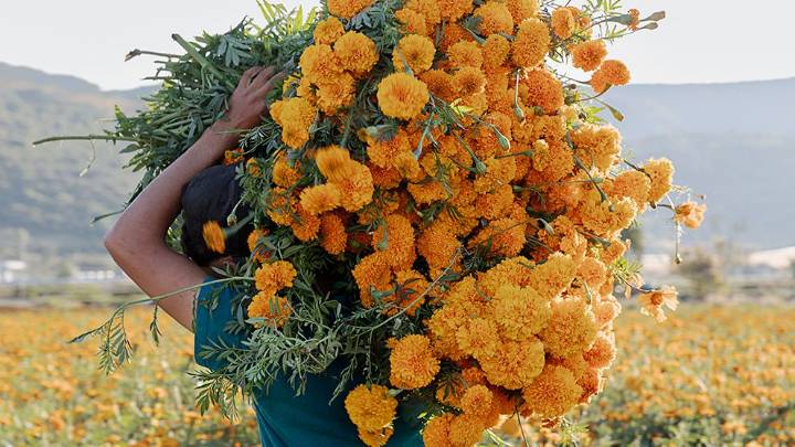 How Marigolds Became the Ceremonial Day of the Dead Flower in Mexico