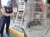 Salvan a cacomixtle atrapado en lo alto de una vivienda