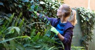 Gardeners warned of £5,000 fine for improper disposal of certain plants this autumn