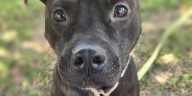 Safety tips to protect your pets this fall