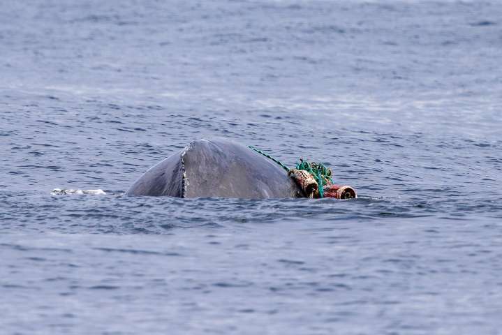 Cría de ballena jorobada logra liberarse tras quedar atrapada en una red en California