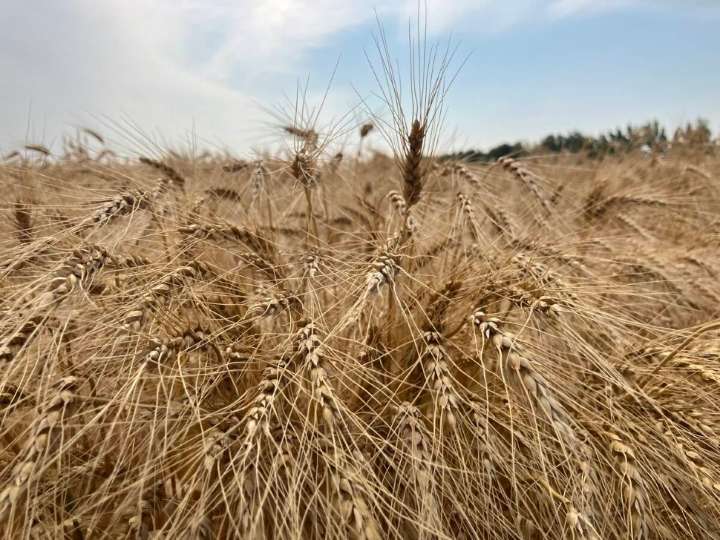 Prairie spring wheat looks like a bumper crop