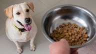 Ni 1 ni 3: cuántas veces en el día hay que alimentar a nuestro perro