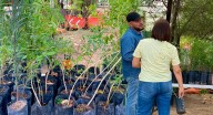 Entregan 500 árboles nativos en Vivero Municipal de Hermosillo; chiltepín, el más solicitado