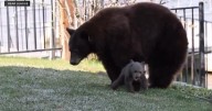 South Lake Tahoe nonprofit pushing forward idea for city to become a bear sanctuary