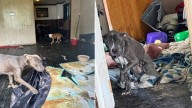 Neglected Dog Spends Years In Ohio Shelter Before His Fairytale Adoption Day