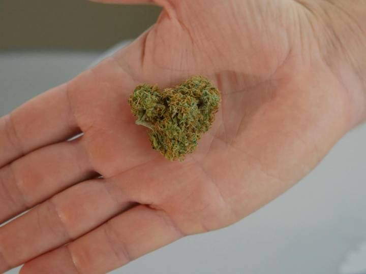 How to Pick the Best Flower: Tips for Selecting Cannabis That Will Hit the Spot