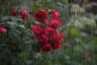 Heavy rain falls on Garo Hills