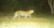 Minor killed in Bijbehara leopard attack