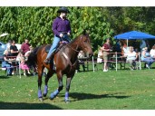 Essex's John R Park Homestead hosts Harvest and Horses Festival
