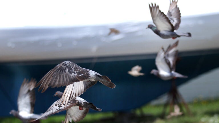 What to know about the dead pigeons at JFK/UMass station