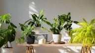Diwali 2025: 7 Lucky Plants To Invite Prosperity And Positivity Galleries