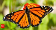 Male vs. Female butterflies: How to tell them apart by size, colour, behaviour, and more