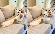 Laughter at Moment Woman Realizes Dog’s Hearing Loss Is ‘Selective’