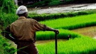 Centre launches 6 modern seed processing plants to boost farmers' incomes