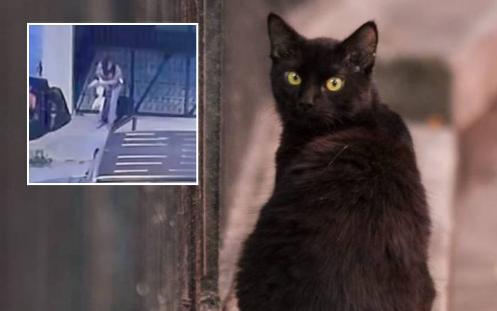 Alerta en Mérida por supuesto robo de gatos: El riesgo de sacrificios rituales en octubre (VIDEO)