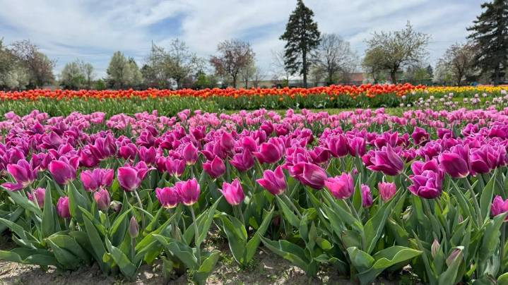 What's coming to the 2026 Tulip Time Festival