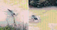 Dog Leaps into Dangerous River to Save a Wild Baby Deer