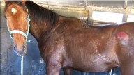 Owners of horse abandoned on I-70 in Ohio have yet to come forward