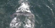 Entangled humpback whale freed after being spotted off Nanaimo