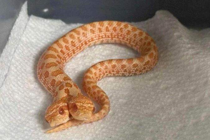 La serpiente de dos cabezas de Utah que la ciencia explica como un «gemelo fallido»
