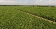 Asocaña defiende al sector cañero: no ha agotado aguas subterráneas en el Valle