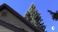 70-foot spruce from Sault Ste. Marie to serve as Michigan’s official Christmas tree