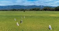 Crean novedoso modelo para prevenir enfermedades del arroz con hasta 90 % de precisión