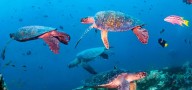 Las tortugas verdes ya no están en peligro: ¿cómo lograron recuperarse tras décadas de caza y pérdida de hábitat?