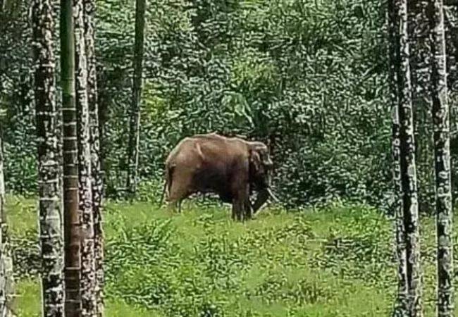 Two men trampled to death by wild elephant in Karnataka’s Sringer...
