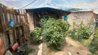 Allanaron una casa y hallaron un invernadero con 48 plantas de marihuana