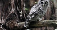 Plan to kill 450,000 owls creates odd political bedfellows