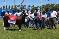 NACIONAL BRAFORD! Reservado Gran Campeón para una cabaña correntina