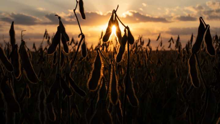 Kansas soybean farmers reeling from trade war