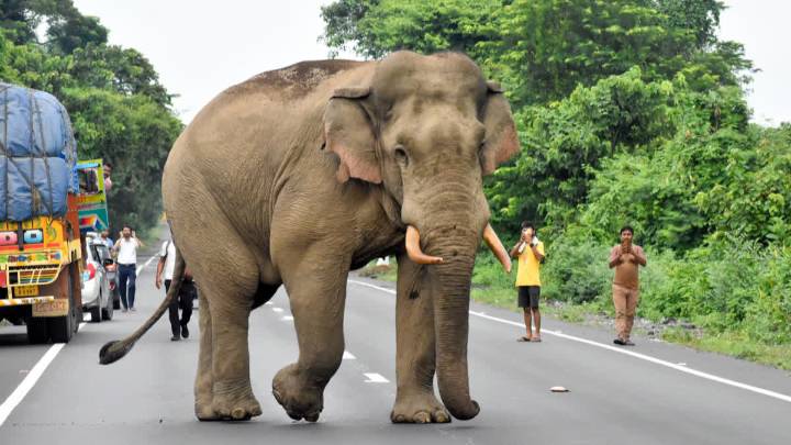 Two Farmers Arrested Following Elephant's Death In Haridwar Forest Division