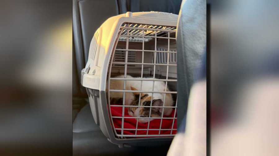 Lowe's cat Francine found safe, returning to Richmond