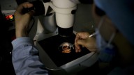 Trump IVF proposal prompts market moves from fertility benefit firms