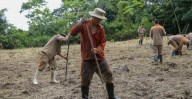 🇨🇴 Con mil hectáreas quitadas a la casa Castaño, despojadas a sangre y fuego a los campesinos, arrancará la Reforma Agraria