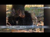Eloy's bear cub adventure ends safely with expert care