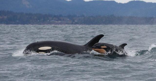 Southern resident killer whales show signs of slow decline toward disappearance
