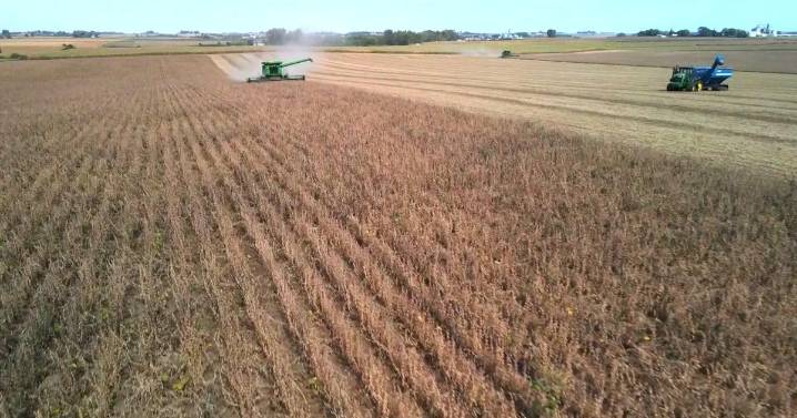 Minnesota farmers relieved after Trump's soybean deal with China