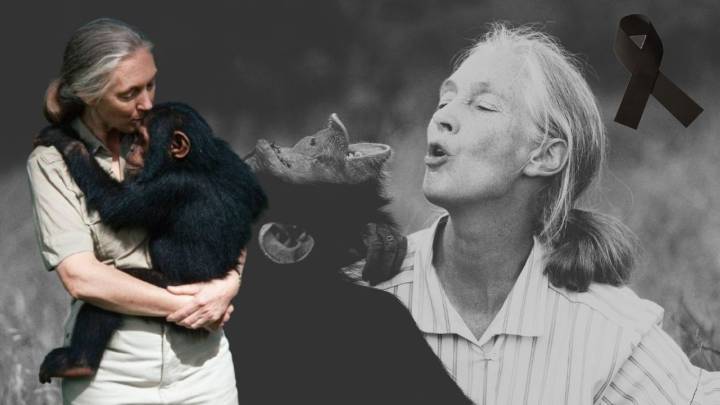 Murió Jane Goodall, ¿quién fue la primatóloga que dedicó su vida al cuidado y estudio de los chimpancés?