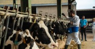 Riesgos, temores y consecuencias de la enfermedad que amenaza a todas las granjas de vacas de Cataluña