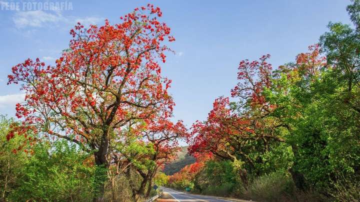 El árbol ideal para las veredas de barrio: aporta sombra, mucho color y cero problemas con los pisos