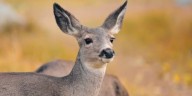 KDOT warns drivers about increase of deer on roadways