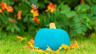 Different pumpkin colors and the meanings behind them